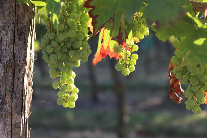 From Nantes – Vineyard of Nantes in Minivan – Half Day