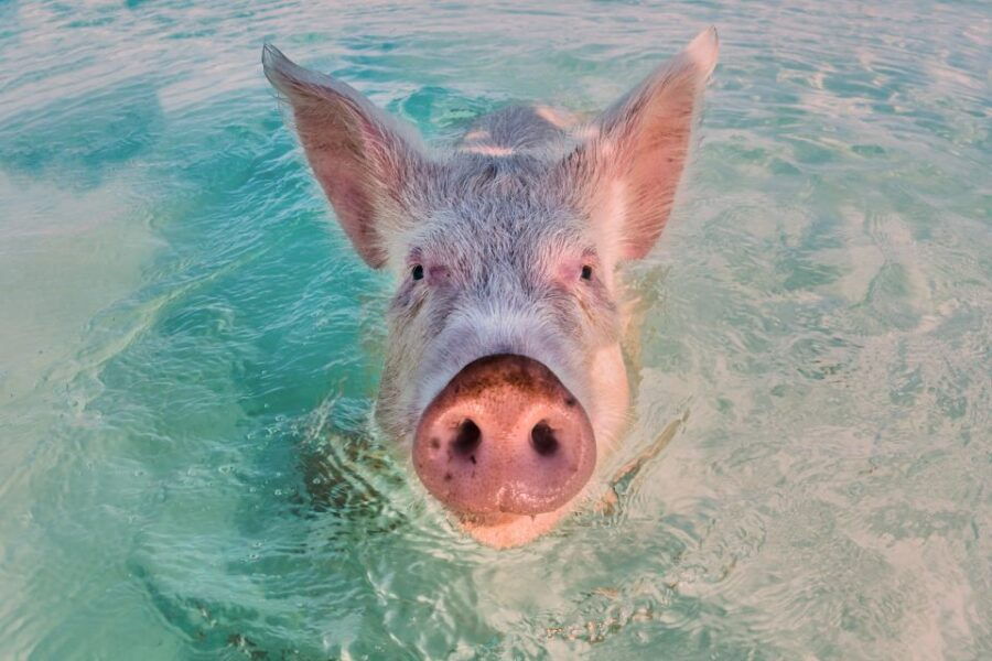 From Nassau: Exuma Swimming Pigs, Sharks and More - Good To Know