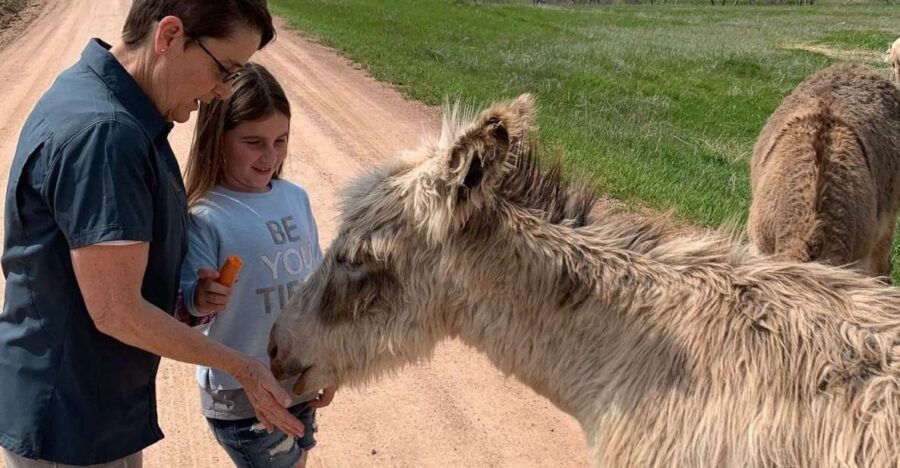 From Rapid City: Custer State Park Private Safari and Hiking - Good To Know