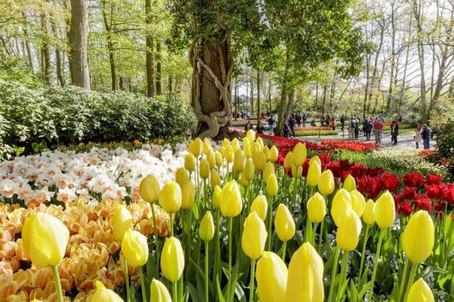 From Schiphol Airport: Keukenhof Entry and Public Bus Ticket - Good To Know