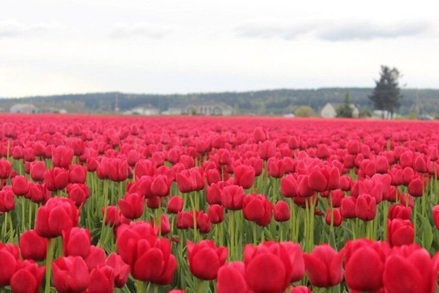 From Seattle:Tulip Festival at Skagit Valley and La Conner - Good To Know