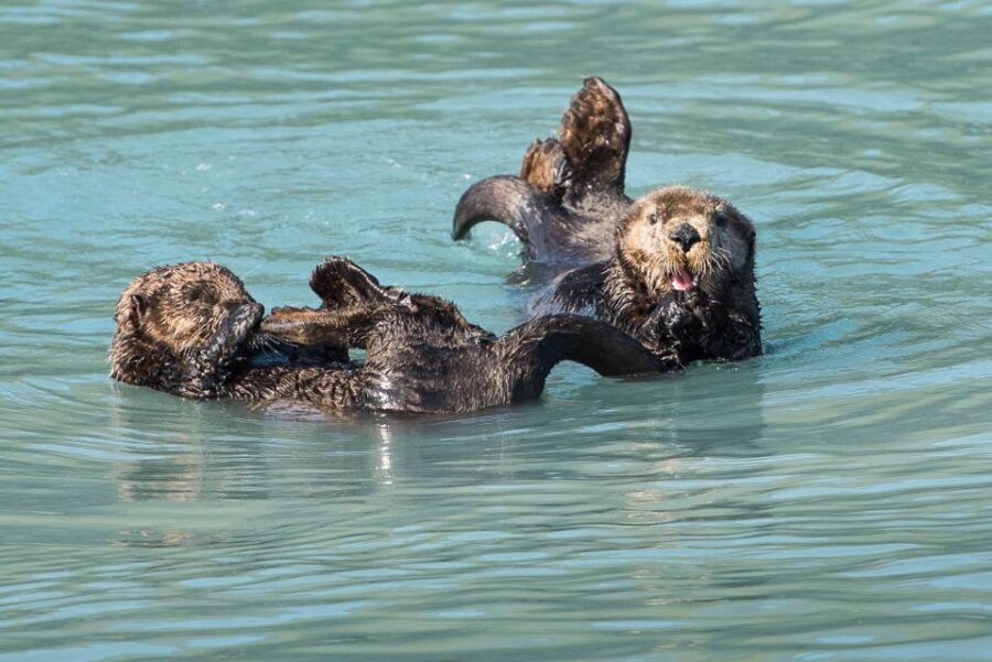 From Seward: Half-Day Resurrection Bay Wildlife Cruise Tour - Good To Know