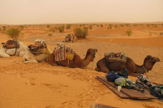 From Tozeur: 3-Day Desert Trip
