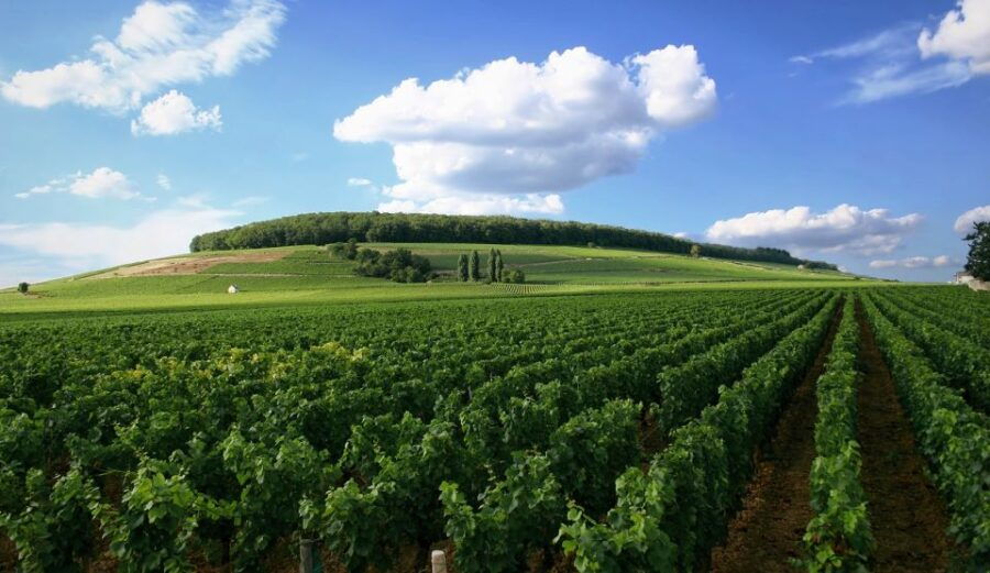 From Washington, DC: Virginia Wine Country Private Day-Trip - Good To Know