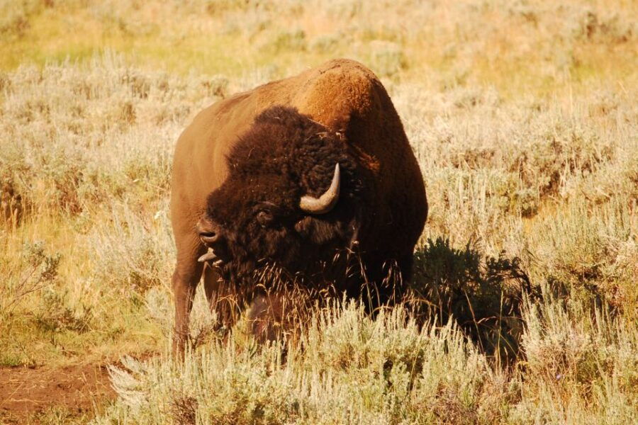 From West Yellowstone: Lamar Valley Wildlife Tour by Van - Good To Know
