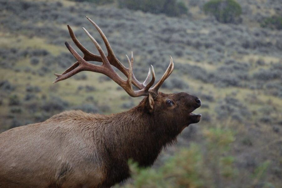 From West Yellowstone: Lower Loop Active Van Tour - Good To Know