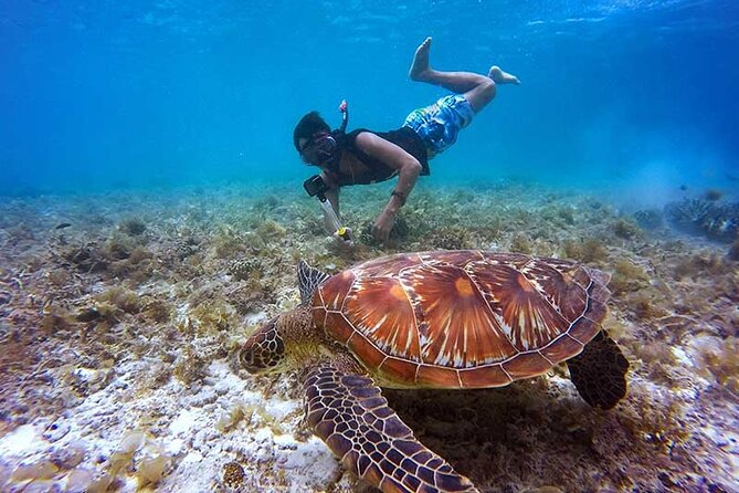 Fujairah Dibba Snorkeling Experience Half Day