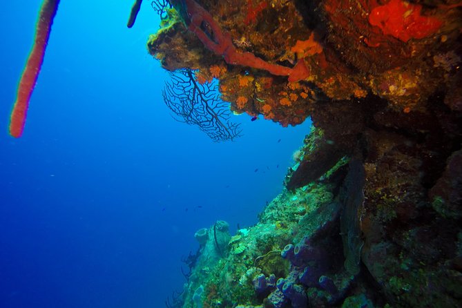Full-Day Catalina Island Snorkeling Tour From Punta Cana