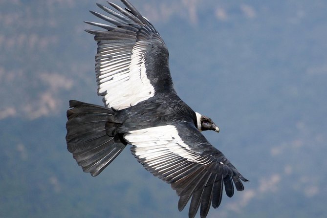 Full Day Condor Viewpoint & Inca Sites Tour - Private Service - Good To Know