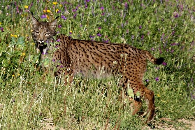 Full-Day Donana National Park Tour From Seville - Tour Details