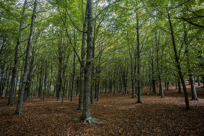 Full Day East Madeira - Pico Do Ariero, Ribeiro Frio, Portela, Santana - Good To Know