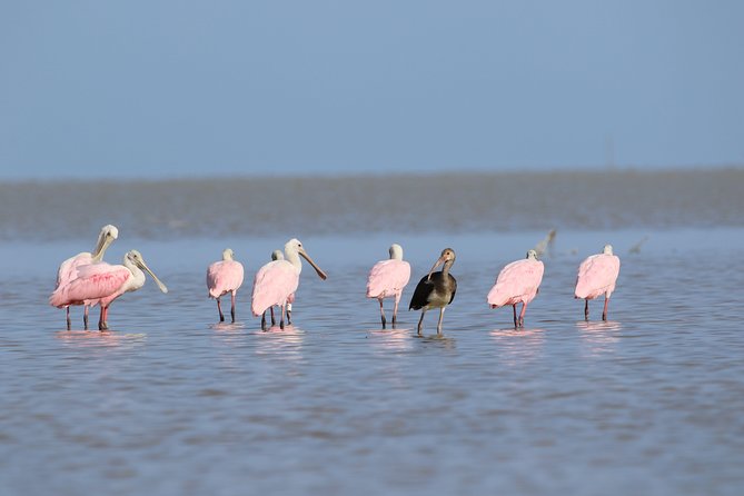 Full-Day Kayak Adventure in the Everglades - Good To Know