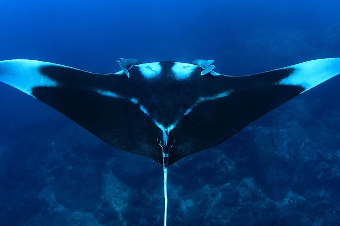 Full-Day Koh Bon Scuba Diving From Phuket