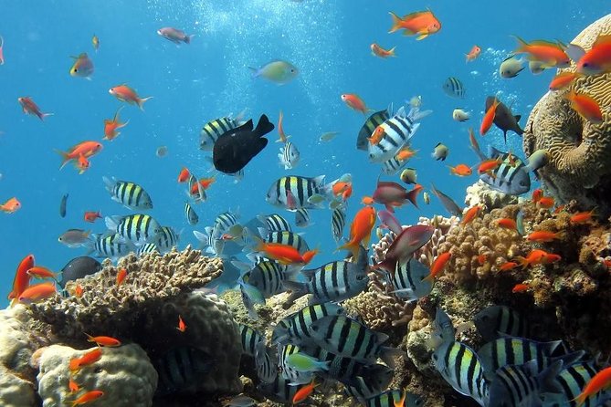 Full-Day Koh Phi Phi Scuba Diving Course From Phuket