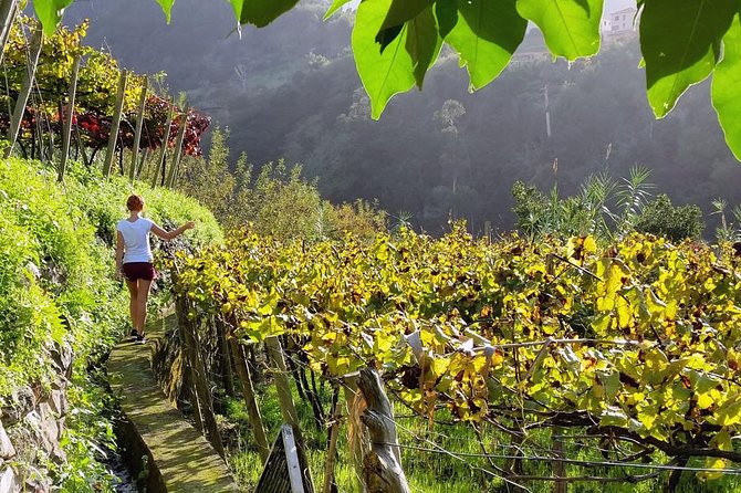 Full-Day Madeira Wine Tasting Tour With Lunch