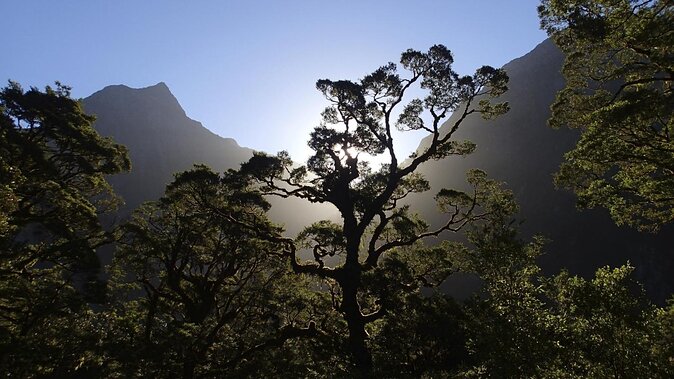 Full-Day Milford Sound Walk and Cruise Including Scenic Flights From Queenstown - Good To Know