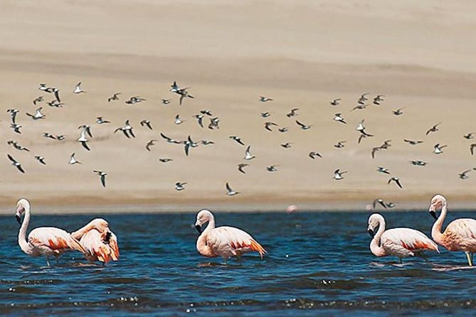 Full-Day Paracas Reserve and Ballestas Islands From Lima - Good To Know