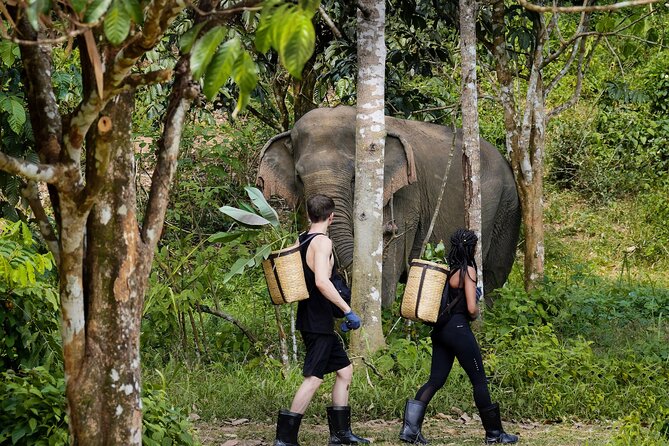 Full-Day Phuket Elephant Sanctuary Tour With Lunch and Dinner - Good To Know