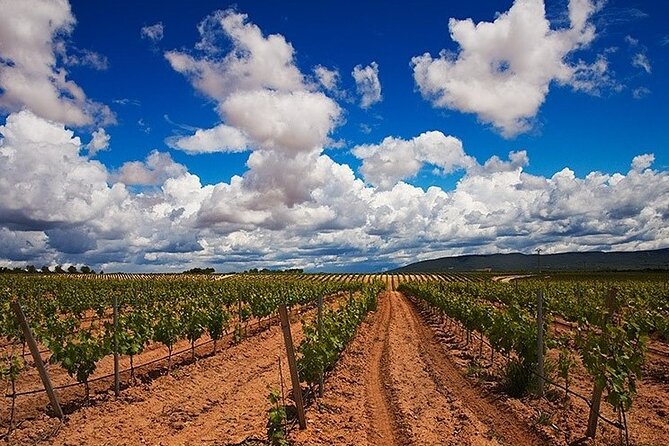 Full Day Private Requena Wineries Premium Tastings