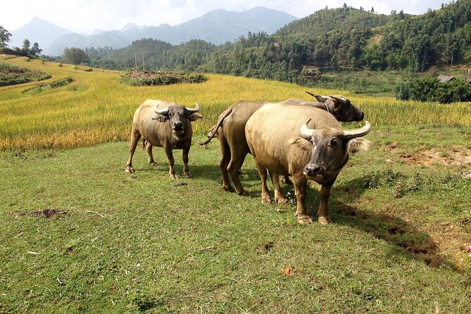 Full Day Private Trekking in Sapa Hmong