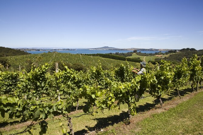 Full Day Private Waiheke Island Wine Tour Including Lunch - Good To Know