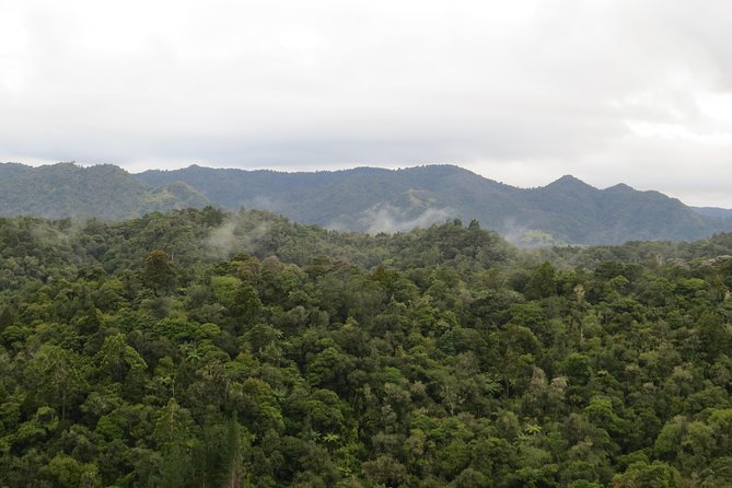 Full-Day Rainforest Getaway in Northland - Good To Know