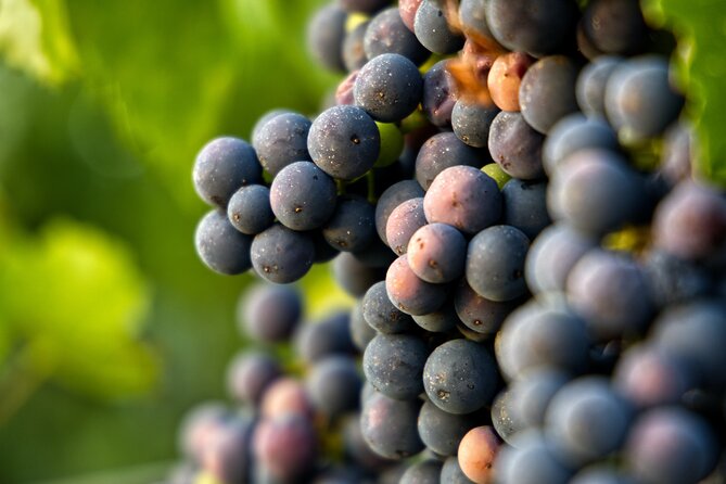 Full-Day Ribera Del Duero Wineries Tour From Madrid With Pickup and Drop off - Pickup and Drop Off Details