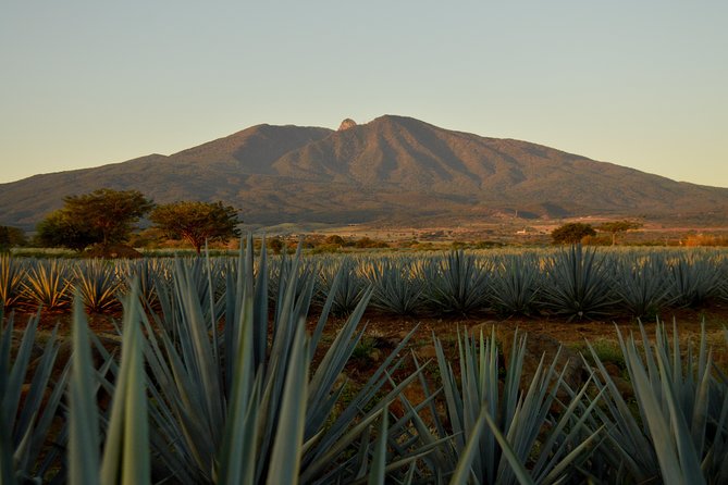 Full-Day Tequila Tour From Guadalajara