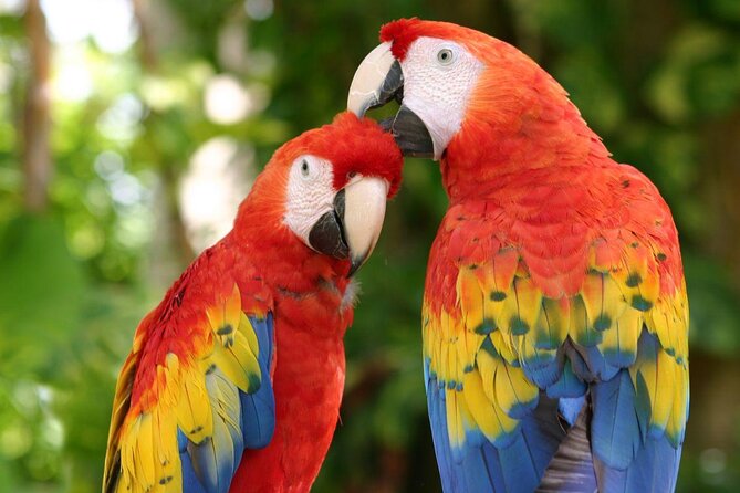 Full-Day Tour to Xcaret Plus With Transfer From Playa Del Carmen and Lunch - Good To Know