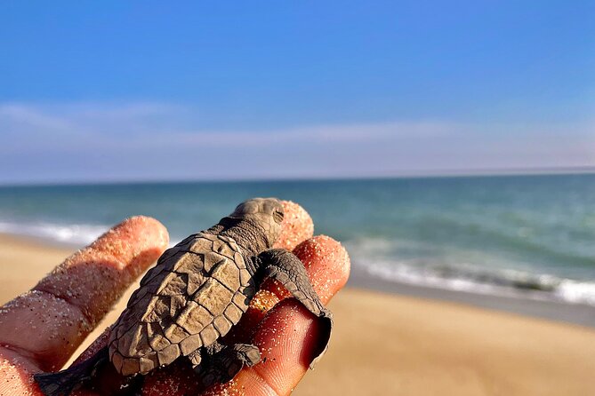 Full Day Tour Turtle Release and Bioluminescence - Good To Know