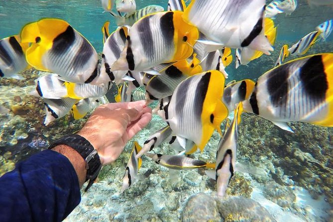Full-Day Tour With Snorkeling, Tahaa Island From Raiatea