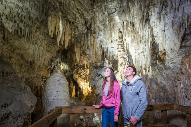 Full Day Waitomo Glow Worm Cave and Kiwi House Tour