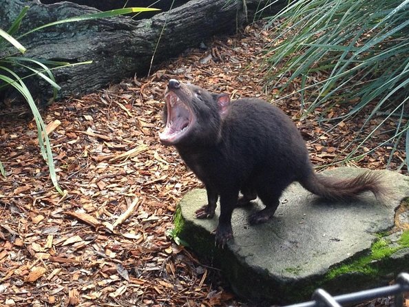 Full-Day Waterfalls, Wilderness & Wildlife Hobart Tour - Tour Highlights