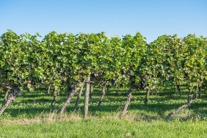 Full-Day Wine Tasting Tour in Athens With Visit to Cape Sounio - Wine Tasting Experience