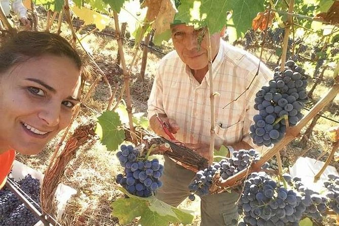 Full Day Wine Tour From Albufeira