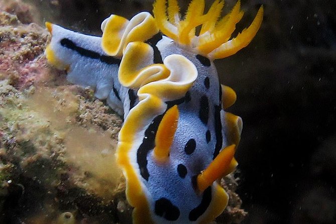 Fun Dives - Guided Dives for Certified Divers - What To Expect on the Dive