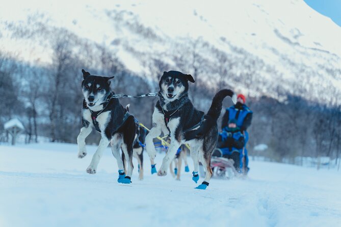 Fun & Easy Dog Sledding Adventure – Noon Tour
