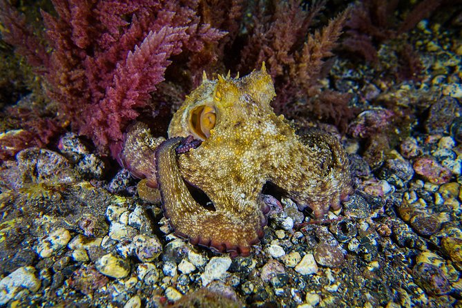 Fun Scuba Diving in Tenerife - Good To Know