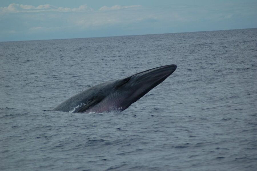 Funchal: Dolphin and Whale Watching Catamaran Cruise - Good To Know
