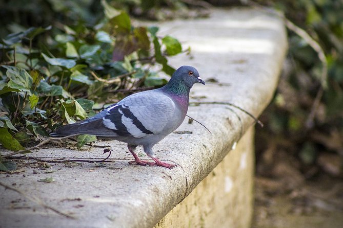 Gardens of Seville - Must-Visit Gardens in Seville