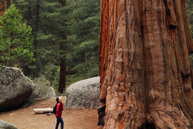 Giant Redwoods Tour Including a 4-Course Winery Lunch - Good To Know