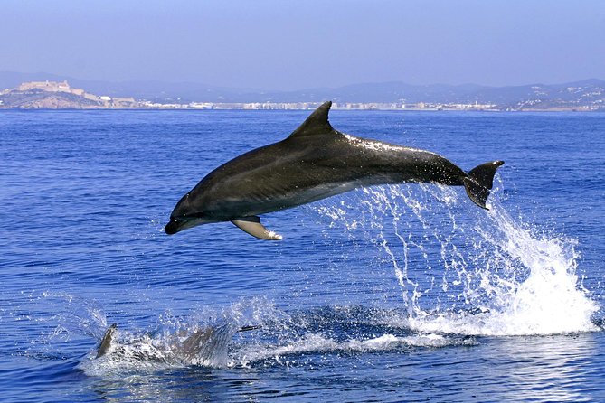 Gibraltar and Dolphins Cruise Day Trip From Costa Del Sol - Good To Know