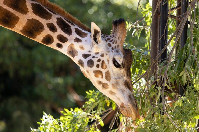 Giraffe Experience at Melbourne Zoo