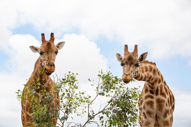 Giraffe Experience at Werribee Open Range Zoo