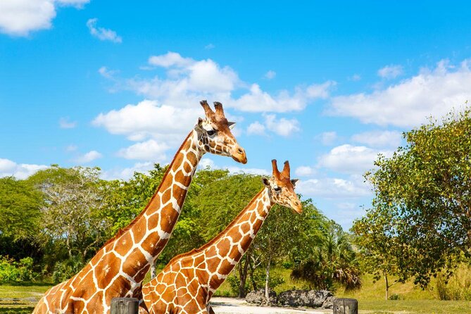 Go City: Miami All-Inclusive Pass With 15 Attractions and Tours