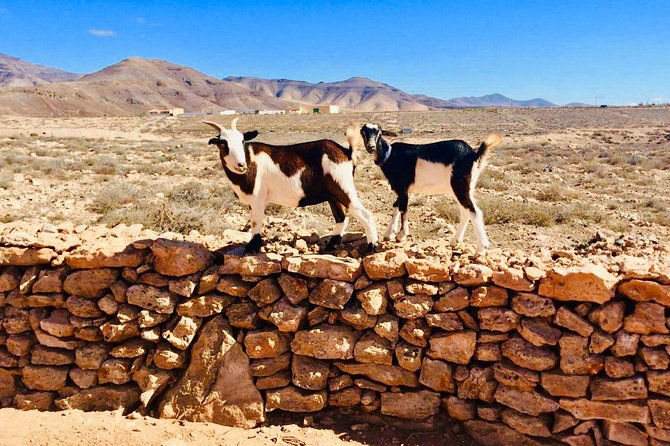 Goat Trekking Fuerteventura - Why Choose Fuerteventura for Goat Trekking?