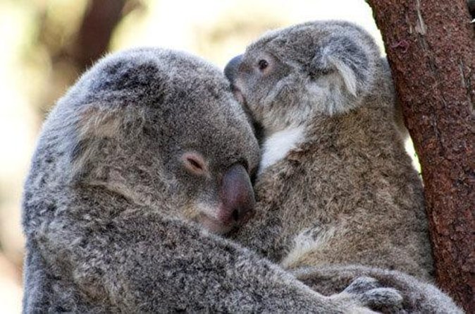 Gold Coast Airport and Theme Park Travel Pass