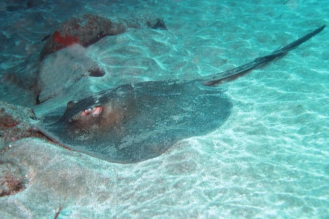 Gran Canaria: 2-Person SCUBA Diving Experience