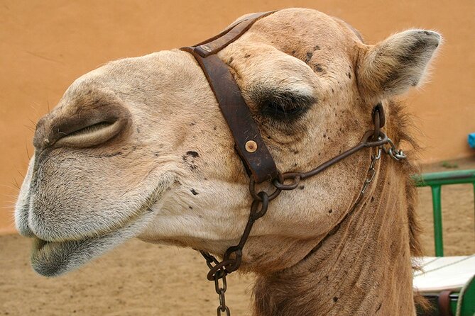 Gran Canaria 4×4 Adventure With Optional Camel Ride