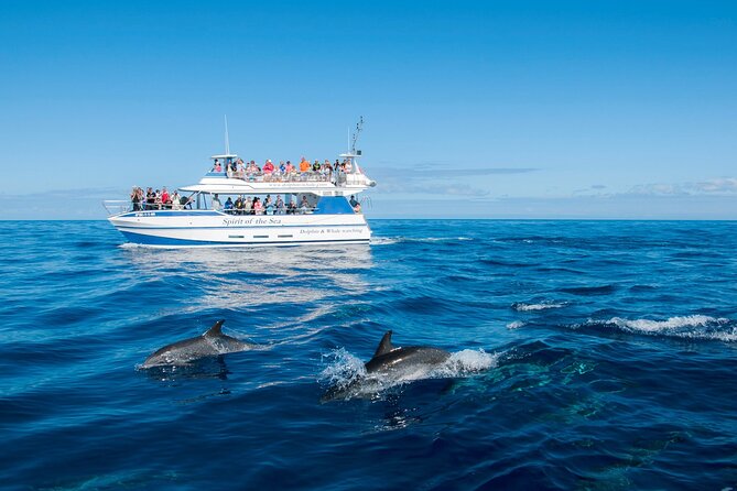 Gran Canaria Dolphin Watching Cruise